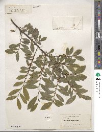 Eurya acuminata image