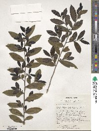 Eurya acuminata image