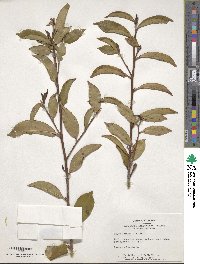 Eurya chinensis image