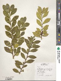 Eurya japonica image