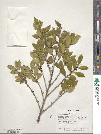 Eurya japonica image