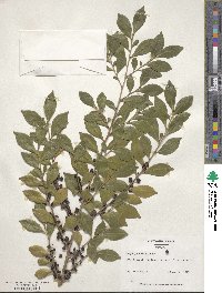 Eurya japonica image