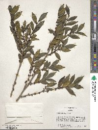 Eurya japonica image