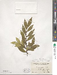 Eurya japonica image