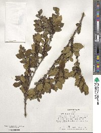 Eurya japonica image