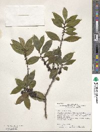 Eurya japonica image