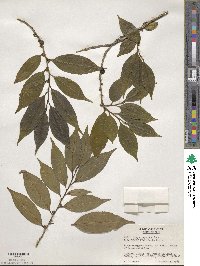 Eurya japonica image