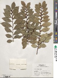 Eurya japonica image