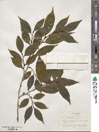 Eurya japonica image