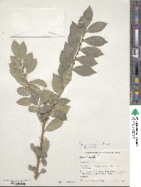 Eurya japonica image