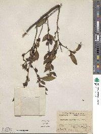 Cleyera japonica image