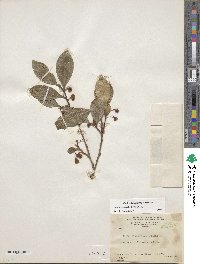 Cleyera theaeoides image