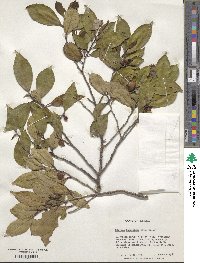 Cleyera theaeoides image