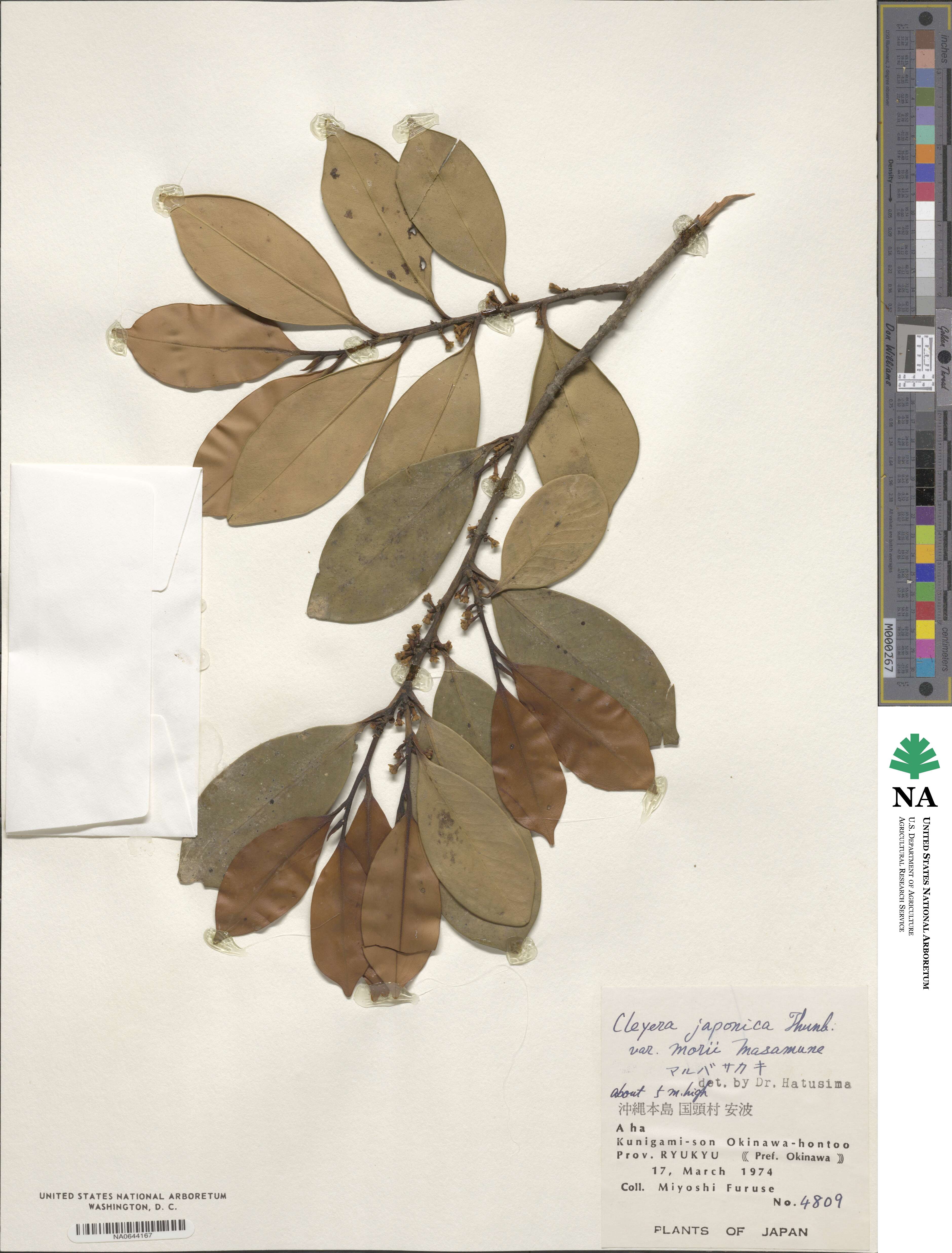 Cleyera japonica image