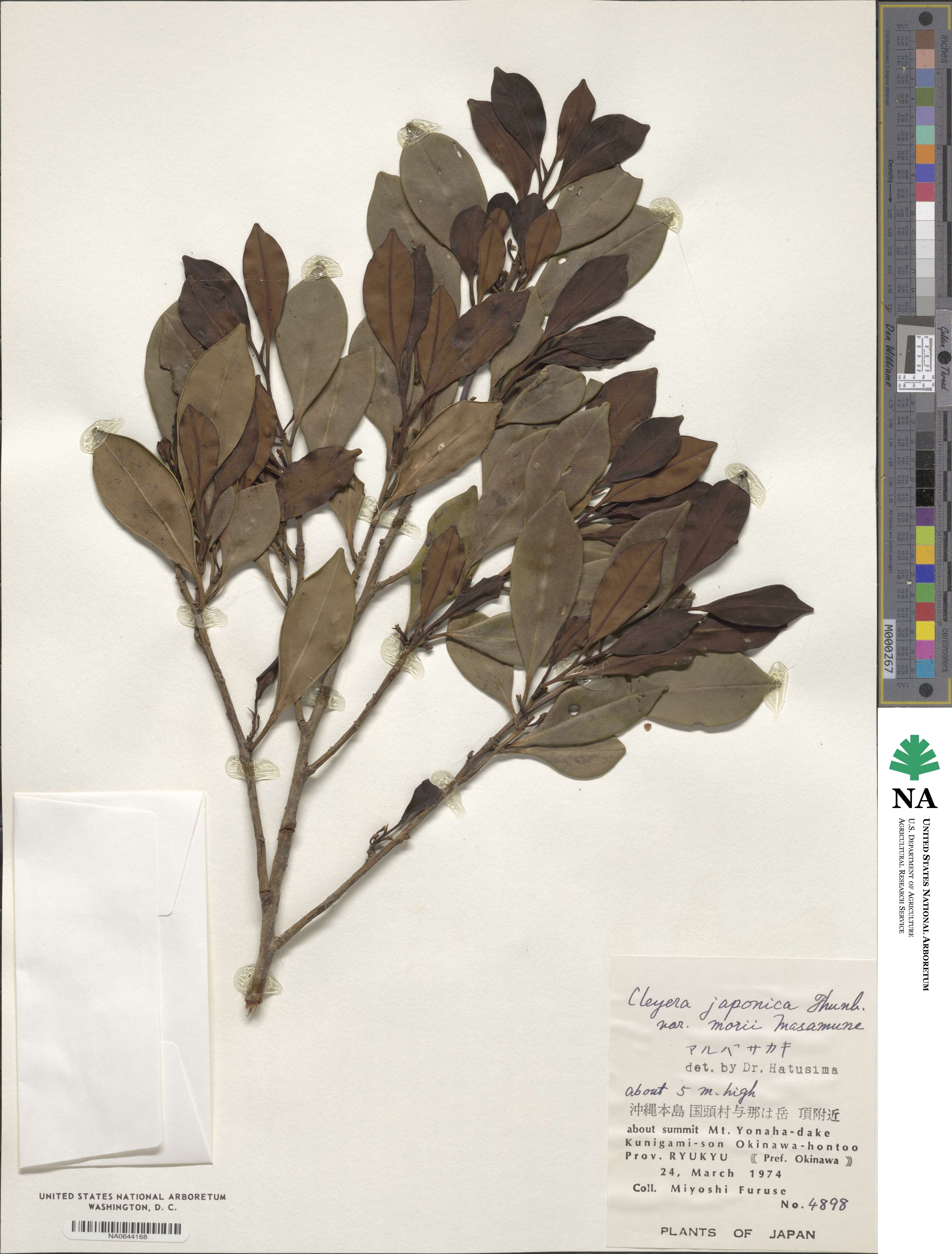 Cleyera japonica var. morii image