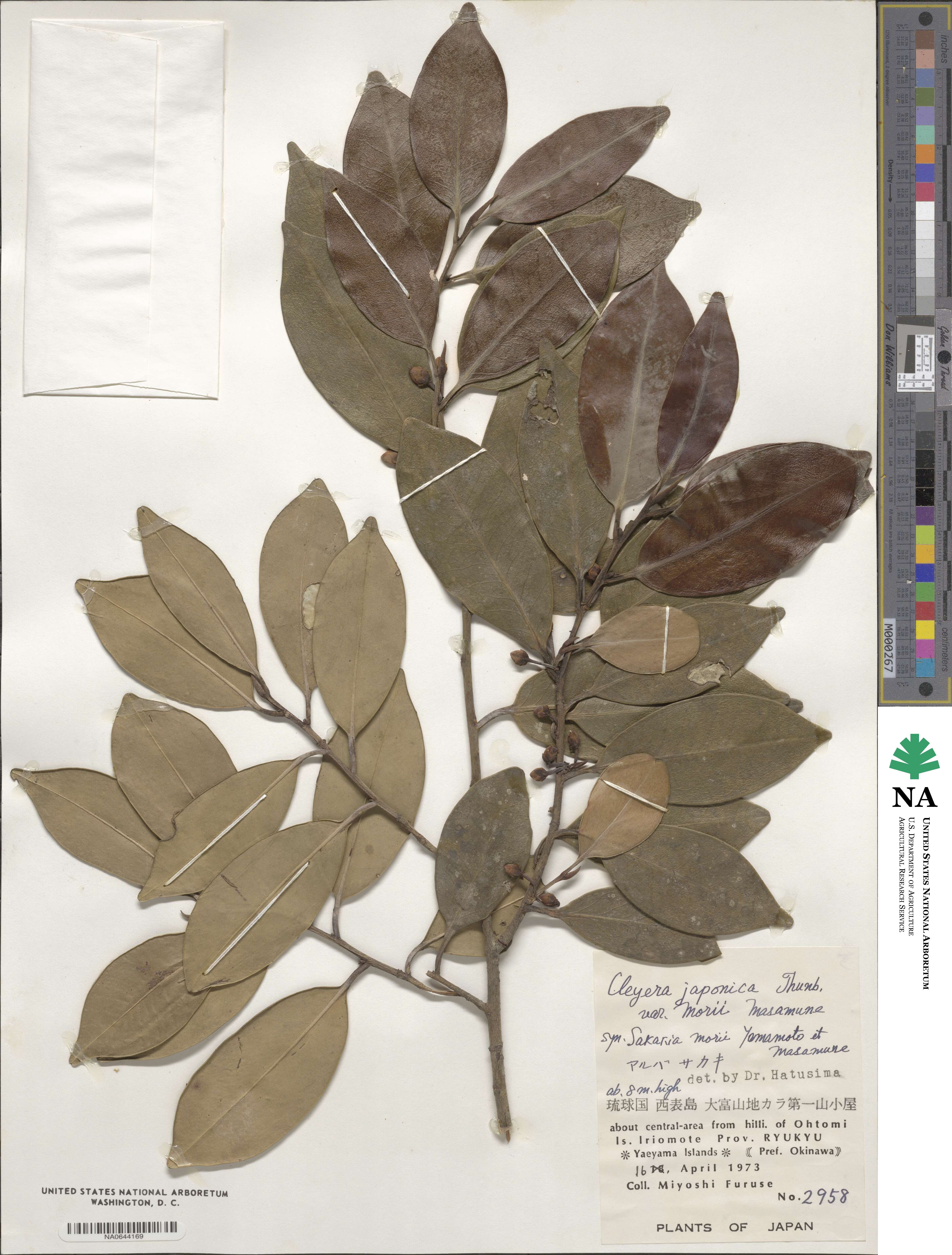 Cleyera japonica var. morii image