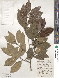 Cleyera japonica image