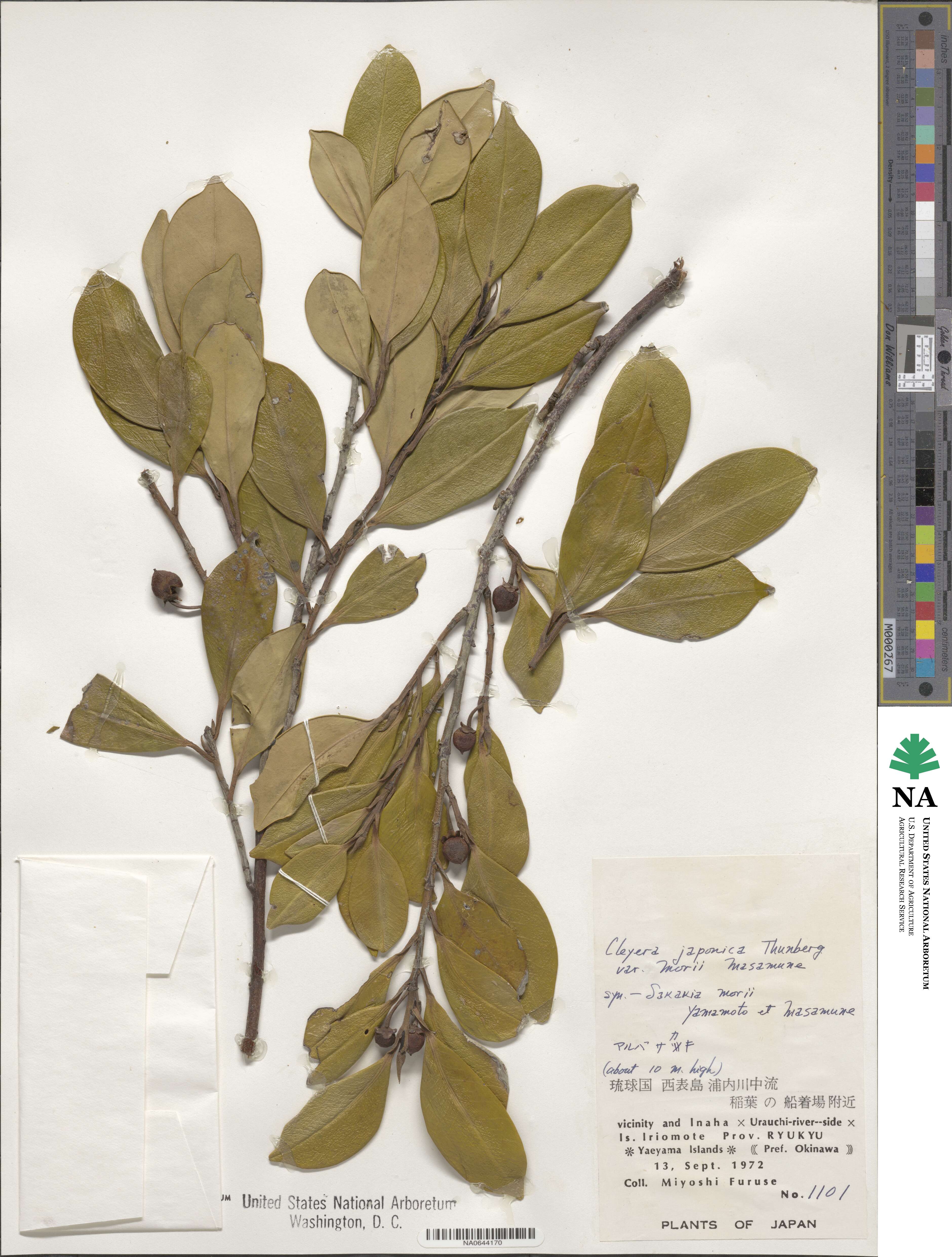 Cleyera japonica var. morii image