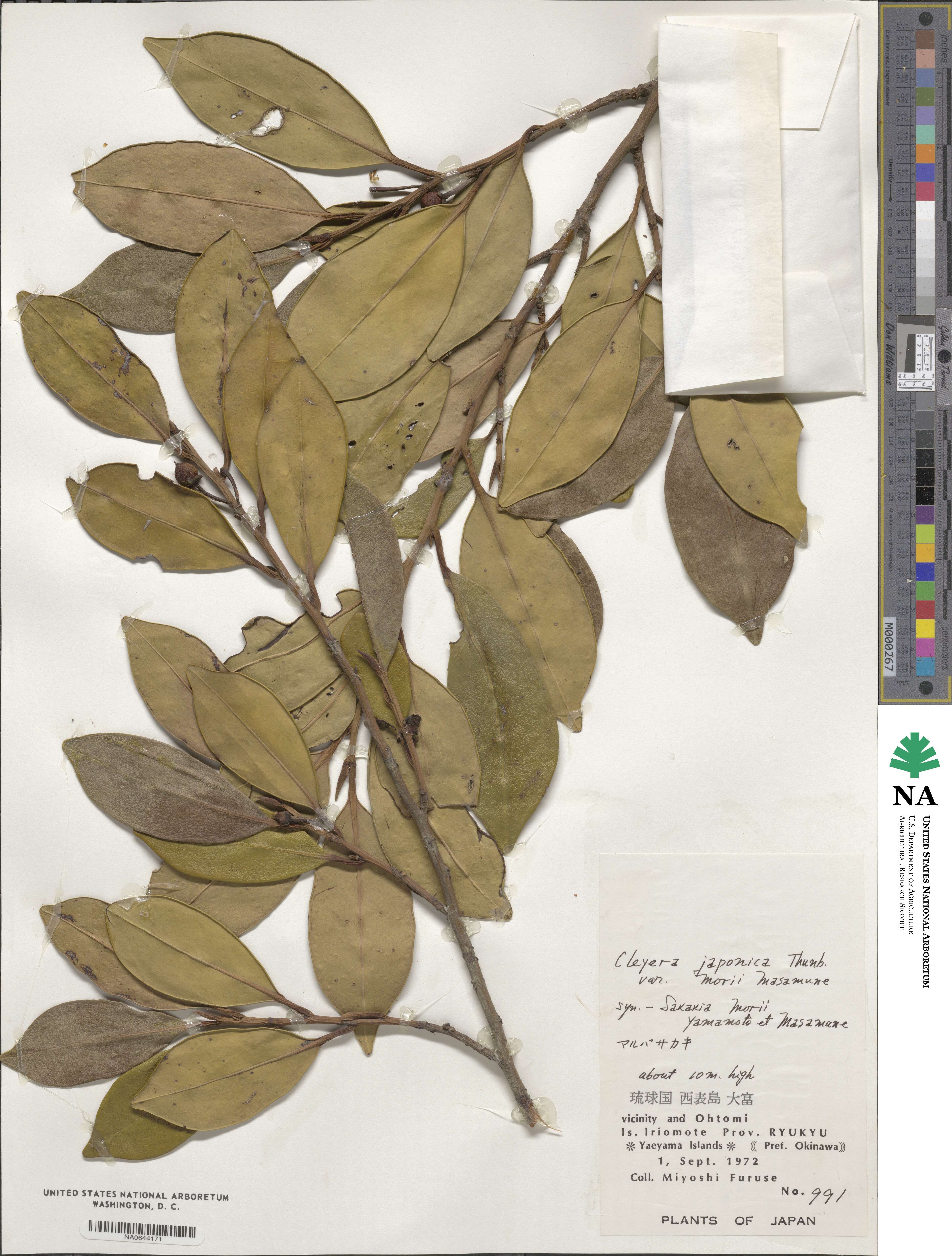 Cleyera japonica var. morii image