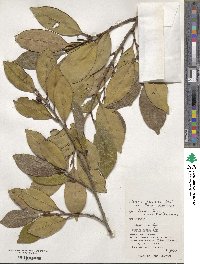 Cleyera japonica image