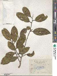 Cleyera japonica var. morii image