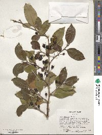 Cleyera japonica image