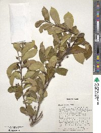 Cleyera japonica image