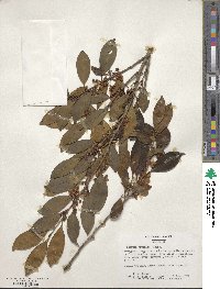 Cleyera japonica image