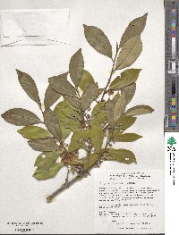 Cleyera japonica image