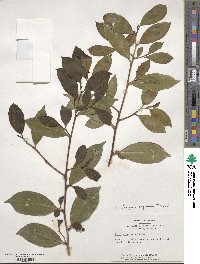 Cleyera japonica image