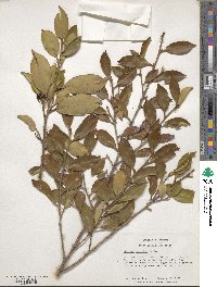 Cleyera japonica image