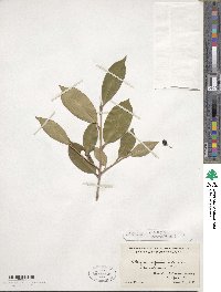 Cleyera japonica image