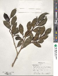 Cleyera japonica image