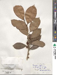 Cleyera japonica image