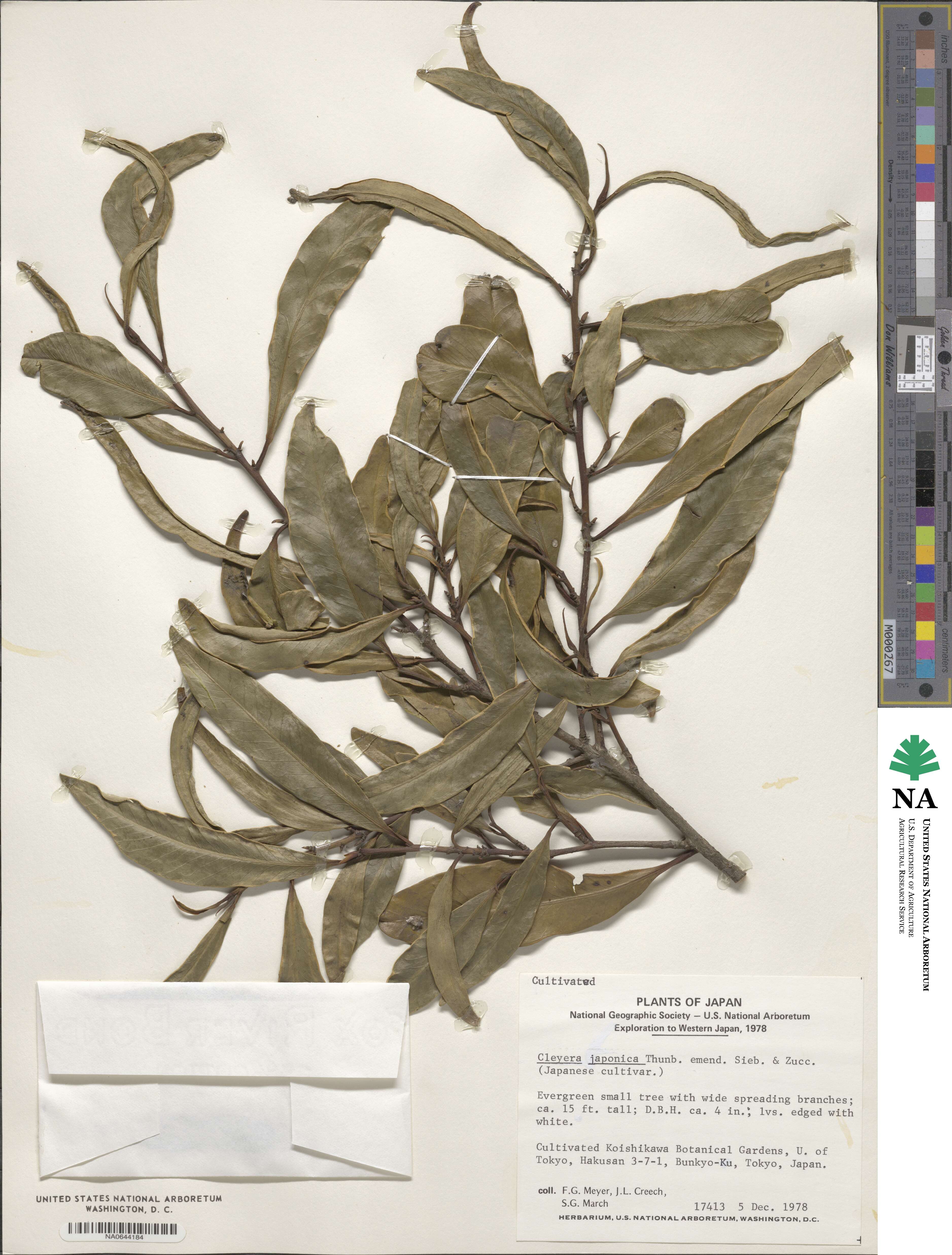 Cleyera japonica image