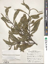 Cleyera japonica image