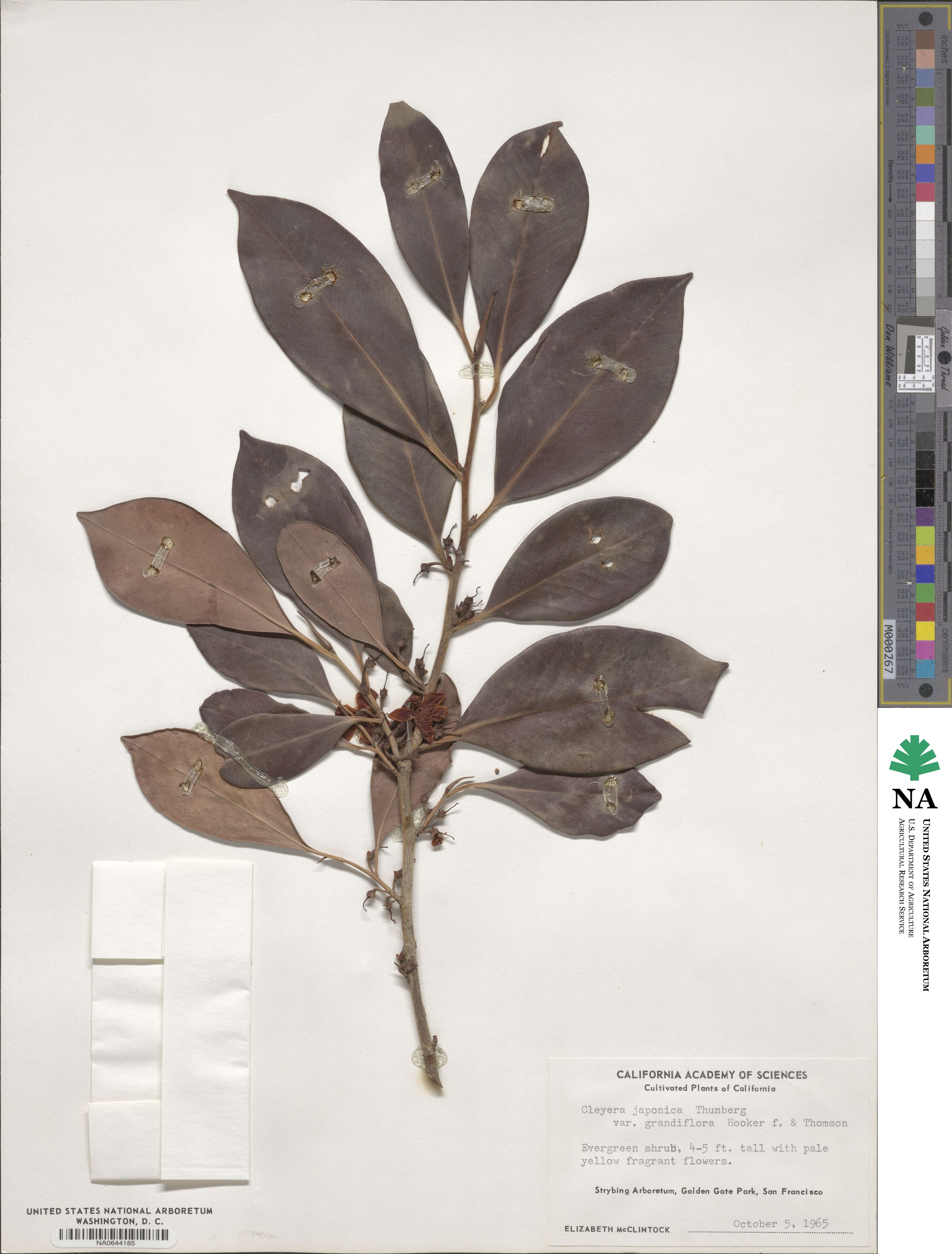 Cleyera japonica image