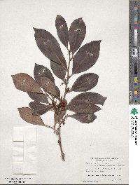 Cleyera japonica image