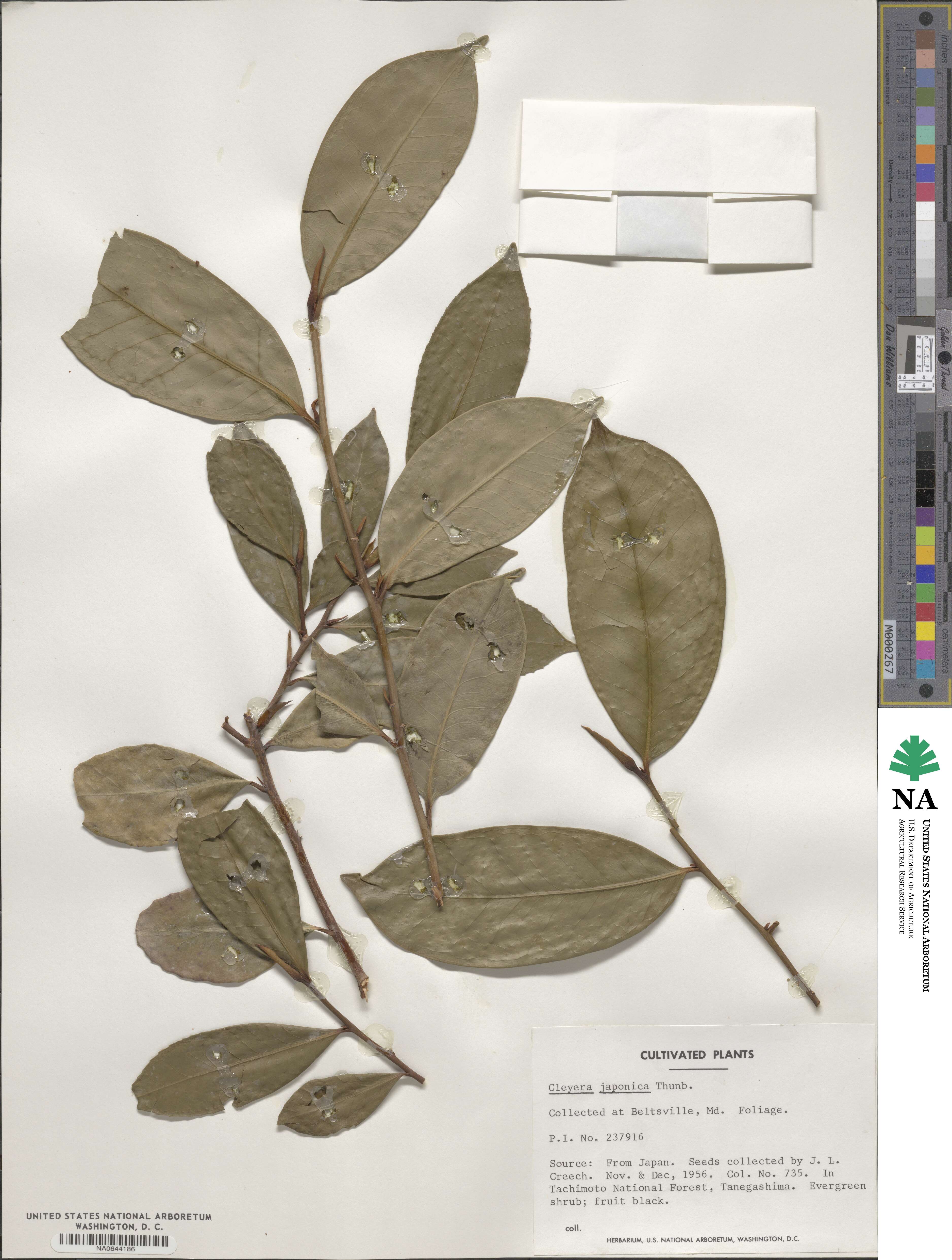 Cleyera japonica image