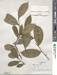 Cleyera japonica image