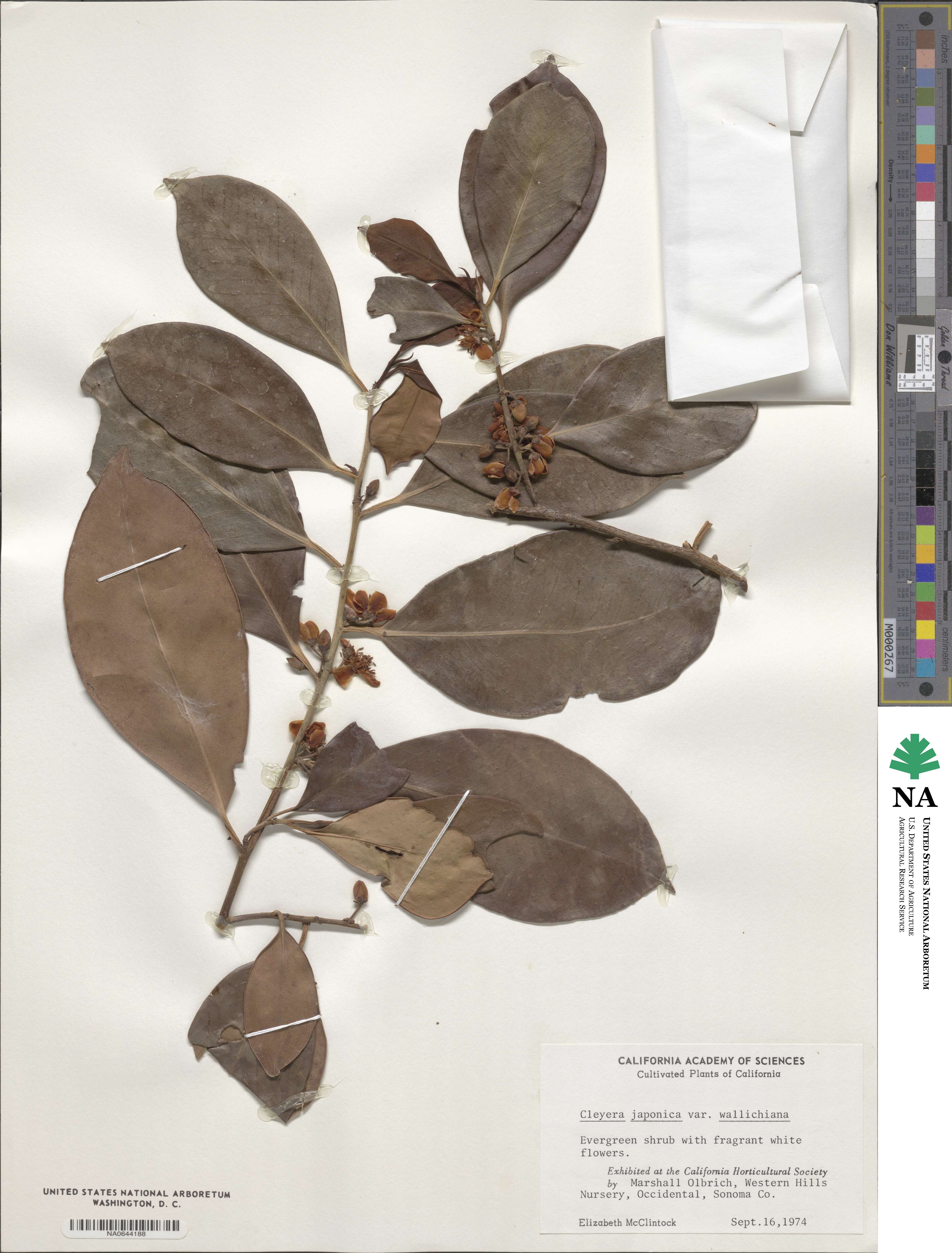 Cleyera japonica var. wallichiana image