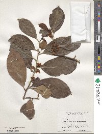 Cleyera japonica image