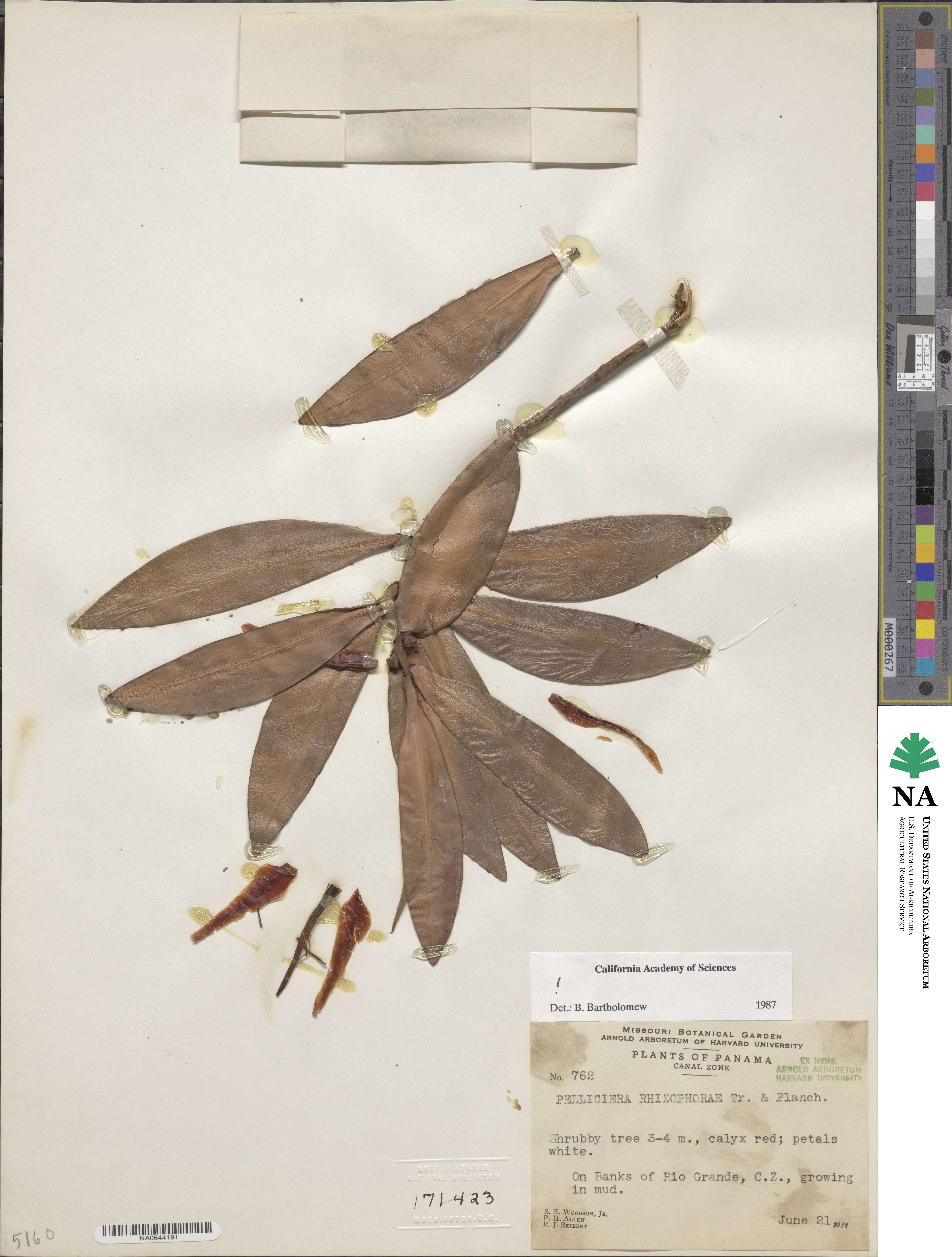 Tetrameristaceae image