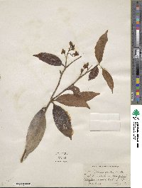 Caraipa densifolia image