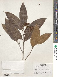 Caraipa densifolia subsp. densifolia image