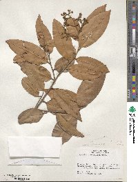 Caraipa densifolia subsp. densifolia image