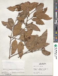 Caraipa densifolia subsp. densifolia image