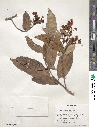 Caraipa densifolia subsp. densifolia image