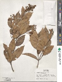 Caraipa densifolia image