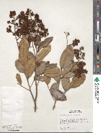 Caraipa densifolia subsp. densifolia image